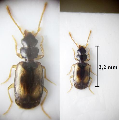 Réf. 237 000 : Metadromius myrmidon